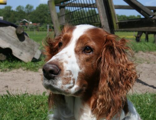 DCM nel Welsh Springer Spaniel