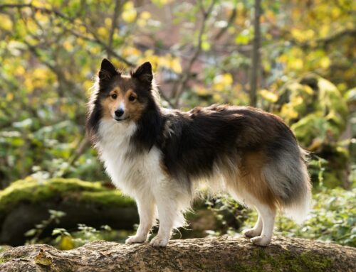 Disturbi oculari nello Shetland Sheepdog